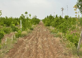 ОРМАН ШАРУАШЫЛЫҒЫН ДАМЫТУ МӘСЕЛЕЛЕРІ ТАЛҚЫЛАНЫП, ТИІСТІ ТАПСЫРМАЛАР БЕРІЛДІ