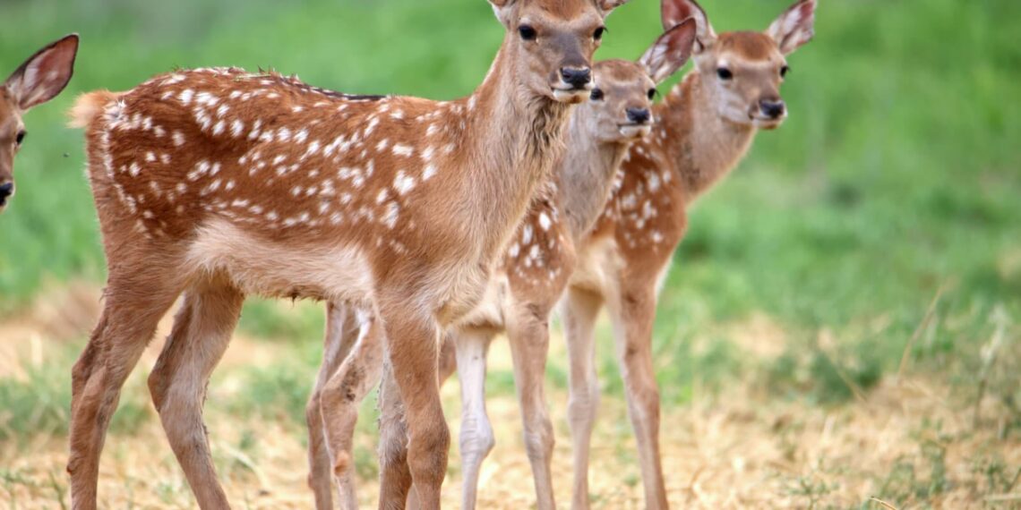 ТҮРКІСТАНДА ОРМАН ҚАУІПСІЗДІГІ ЖҰМЫСТАРЫ БАСТАЛДЫ