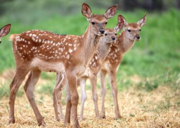 ТҮРКІСТАНДА ОРМАН ҚАУІПСІЗДІГІ ЖҰМЫСТАРЫ БАСТАЛДЫ
