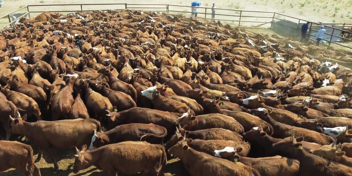 КЕЛЕСТЕ АСЫЛТҰҚЫМДЫ ҚАЛМАҚ СИЫРЫ АРҚЫЛЫ ЕТ ЭКСПОРТЫ ДАМУДА