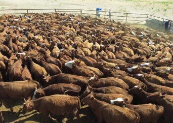 КЕЛЕСТЕ АСЫЛТҰҚЫМДЫ ҚАЛМАҚ СИЫРЫ АРҚЫЛЫ ЕТ ЭКСПОРТЫ ДАМУДА