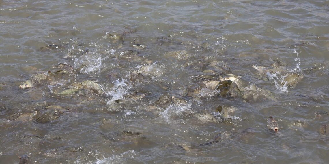 80 ТОННАҒА ЖУЫҚ БАЛЫҚ ШАБАҚТАРЫН ӨСІРІП ОТЫР