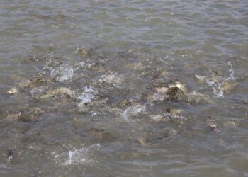 80 ТОННАҒА ЖУЫҚ БАЛЫҚ ШАБАҚТАРЫН ӨСІРІП ОТЫР