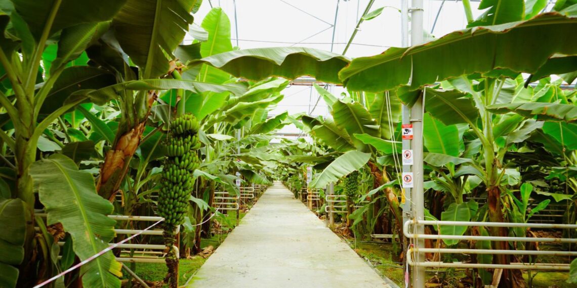 ТҮРКІСТАН ӨҢІРІНДЕ БАНАН ӨСІП, БАЛЫҚ БАҒЫЛАДЫ