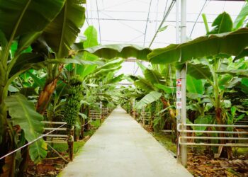 ТҮРКІСТАН ӨҢІРІНДЕ БАНАН ӨСІП, БАЛЫҚ БАҒЫЛАДЫ