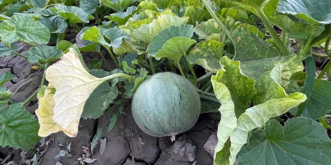 ТҮЛКІБАСТА ЭКОТУРИЗМ ЖАНДАНАДЫ: «ALTY KÖL» ЖОБАСЫ ІСКЕ ҚОСЫЛДЫ