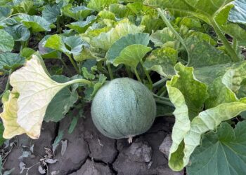 ТҮЛКІБАСТА ЭКОТУРИЗМ ЖАНДАНАДЫ: «ALTY KÖL» ЖОБАСЫ ІСКЕ ҚОСЫЛДЫ