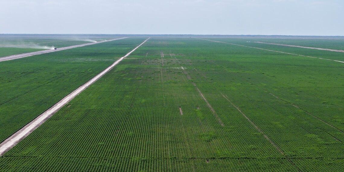 ТҮРКІСТАН ОБЛЫСЫНДА АЛҒАШ РЕТ 32 МЫҢ ГЕКТАР ЖЕРГЕ ТАМШЫЛАТЫП СУҒАРУ ЖҮЙЕСІ ЕНГІЗІЛДІ