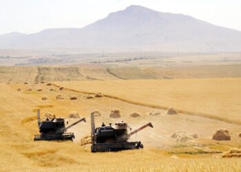 ҚАЗЫҒҰРТТА АСТЫҚ ОРУ НАУҚАНЫ БАСТАЛДЫ