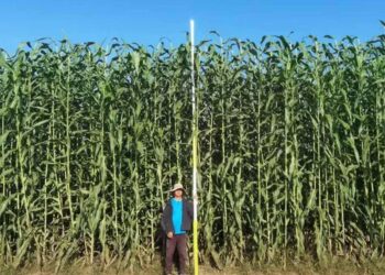 ТҮЛКІБАСТЫҚ ШАРУА МАЛ АЗЫҒЫНЫҢ ЖАҢА ТҮРІН ӨСІРУДІ ҚОЛҒА АЛҒАН