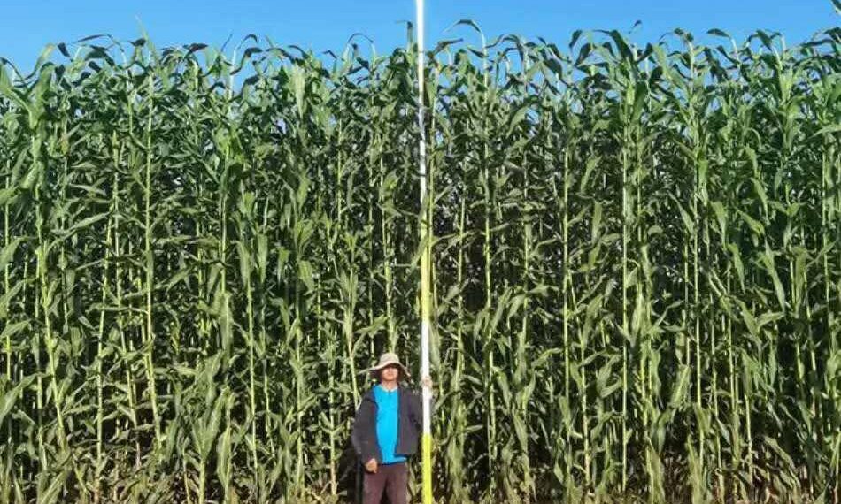 ТҮЛКІБАСТЫҚ ШАРУА МАЛ АЗЫҒЫНЫҢ ЖАҢА ТҮРІН ӨСІРУДІ ҚОЛҒА АЛҒАН