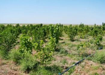 КЕЛЕСТЕ ЖІБЕК ҚҰРТЫН ӨНДІРУ ЖОБАСЫ ІСКЕ ҚОСЫЛАДЫ