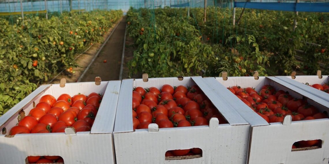 ОРДАБАСЫЛЫҚ ШАРУА ЖЫЛЫЖАЙДАН 400 ТОННАҒА ЖУЫҚ ӨНІМ АЛАДЫ