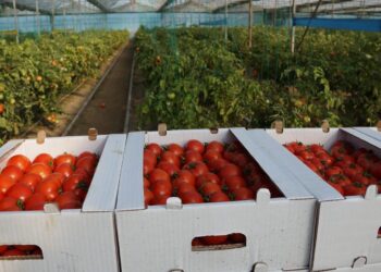 ОРДАБАСЫЛЫҚ ШАРУА ЖЫЛЫЖАЙДАН 400 ТОННАҒА ЖУЫҚ ӨНІМ АЛАДЫ