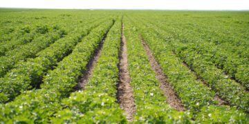 Түркістан облысында ауыл шаруашылығында 1,1 трлн теңгенің өнімі өндіріліп, өңір республикада көш бастады