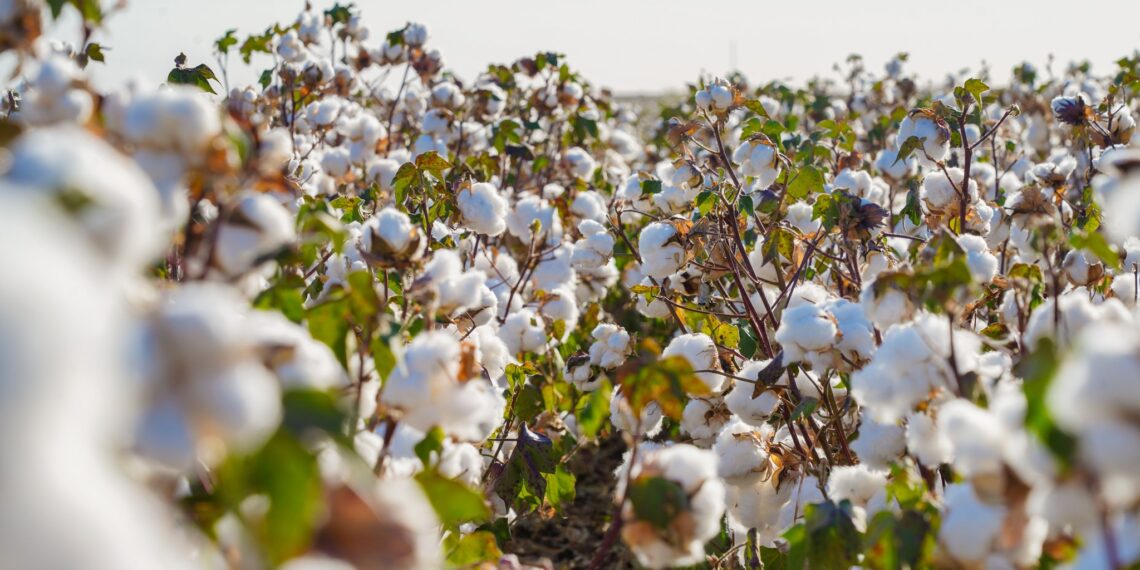 Түркістан облысында мақта, ет және жүгері кластерлері құрылып, терең өңдеу көрсеткіші ұлғаяды