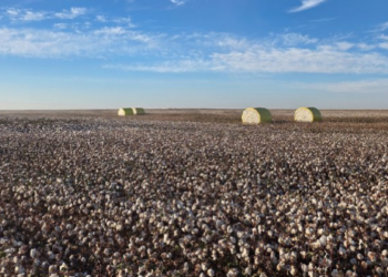 Толық циклді жоба: Түркістан облысында мақта өсіруден бастап киім дайындауға дейінгі ауқымды кластер құрылады