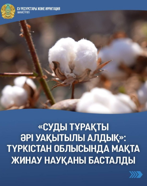 «Суды тұрақты әрі уақытылы алдық»: Түркістан облысында мақта жинау науқаны басталды