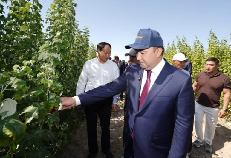 ТҮРКІСТАН ОБЛЫСЫНДА ЖАҢА ТӘСІЛ АРҚЫЛЫ ТҰЗДЫ ТОПЫРАҚТАҒЫ КӨШЕТТЕРДІҢ ӨНІМДІЛІГІ 90 ПАЙЫЗҒА ЖЕТТІ