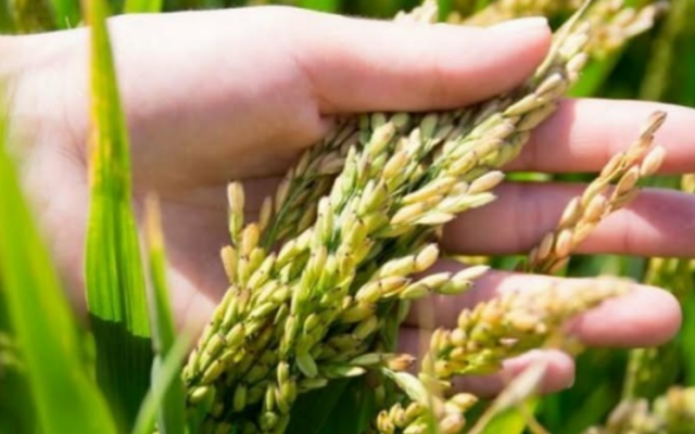 Қазақстанда күріш өндірісі мен экспорты артты